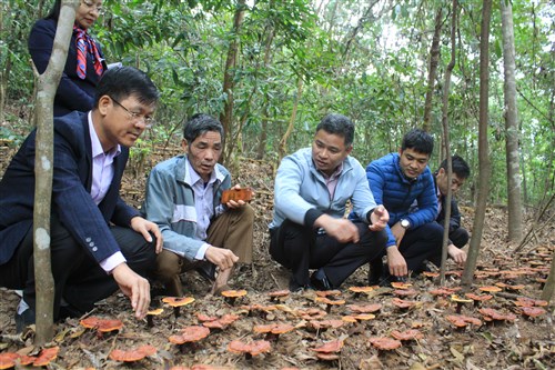Xây dựng mô hình sản xuất và phát triển nấm Lim xanh tại huyện Sơn Động
