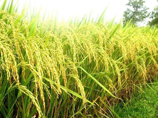 Trồng thử nghiệm giống lúa thơm ST25 cho gạo ngon nhất thế giới