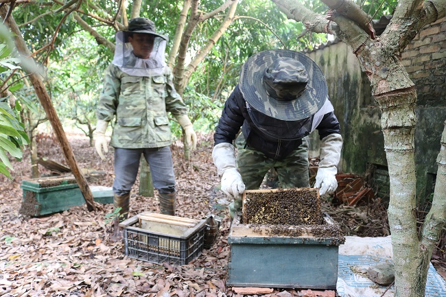 Mô hình nuôi ong nội lấy mật theo VietGAP
