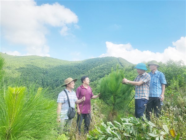 Ứng dụng tiến bộ kỹ thuật xây dựng mô hình trồng rừng gỗ lớn thông Caribe