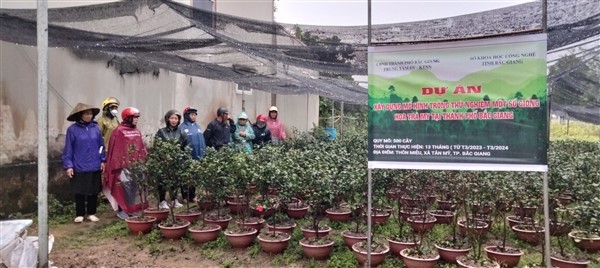 Trồng thử nghiệm một số giống hoa Trà my tại thành phố Bắc Giang