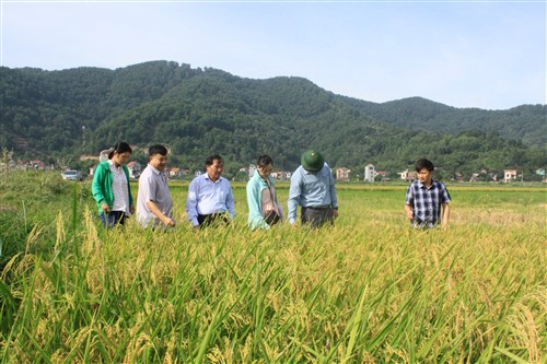 Kiểm tra mô hình sản xuất lúa thương phẩm QJ1