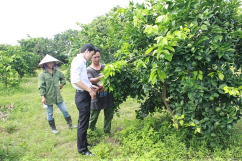 Nhân rộng mô hình trồng cam V2 tại huyện Yên Thế