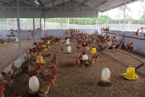 Hiệu quả mô hình chăn nuôi gà an toàn sinh học