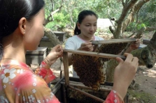 Hiệu quả từ mô hình nuôi ong lấy mật