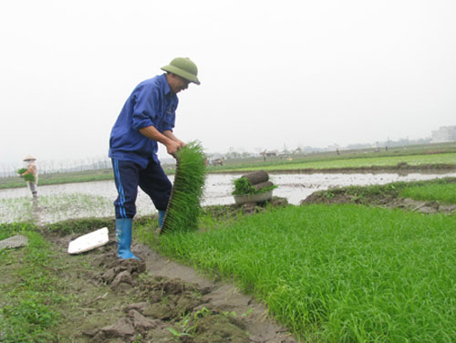Kỹ thuật gieo cấy lúa ứng phó với biến đổi khí hậu