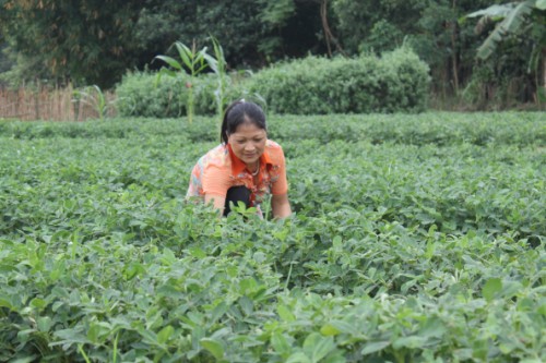 Yên Thế: Hỗ trợ nông dân trồng Lạc đỏ