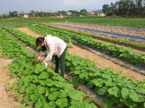 Hội nông dân tỉnh: Hỗ trợ nông dân trồng thử nghiệm giống dưa Nhật