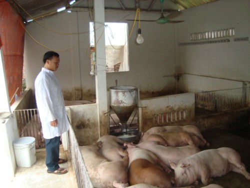 Hiệu quả từ mô hình chăn nuôi lợn an toàn phòng chống bệnh Tai xanh