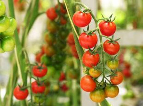 Kỹ thuật trồng cà chua bi vụ đông
