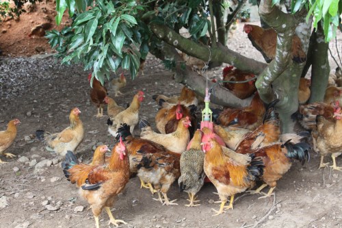 Sản xuất thử nghiệm 450 kg thức ăn cho gà từ phụ phẩm nông nghiệp